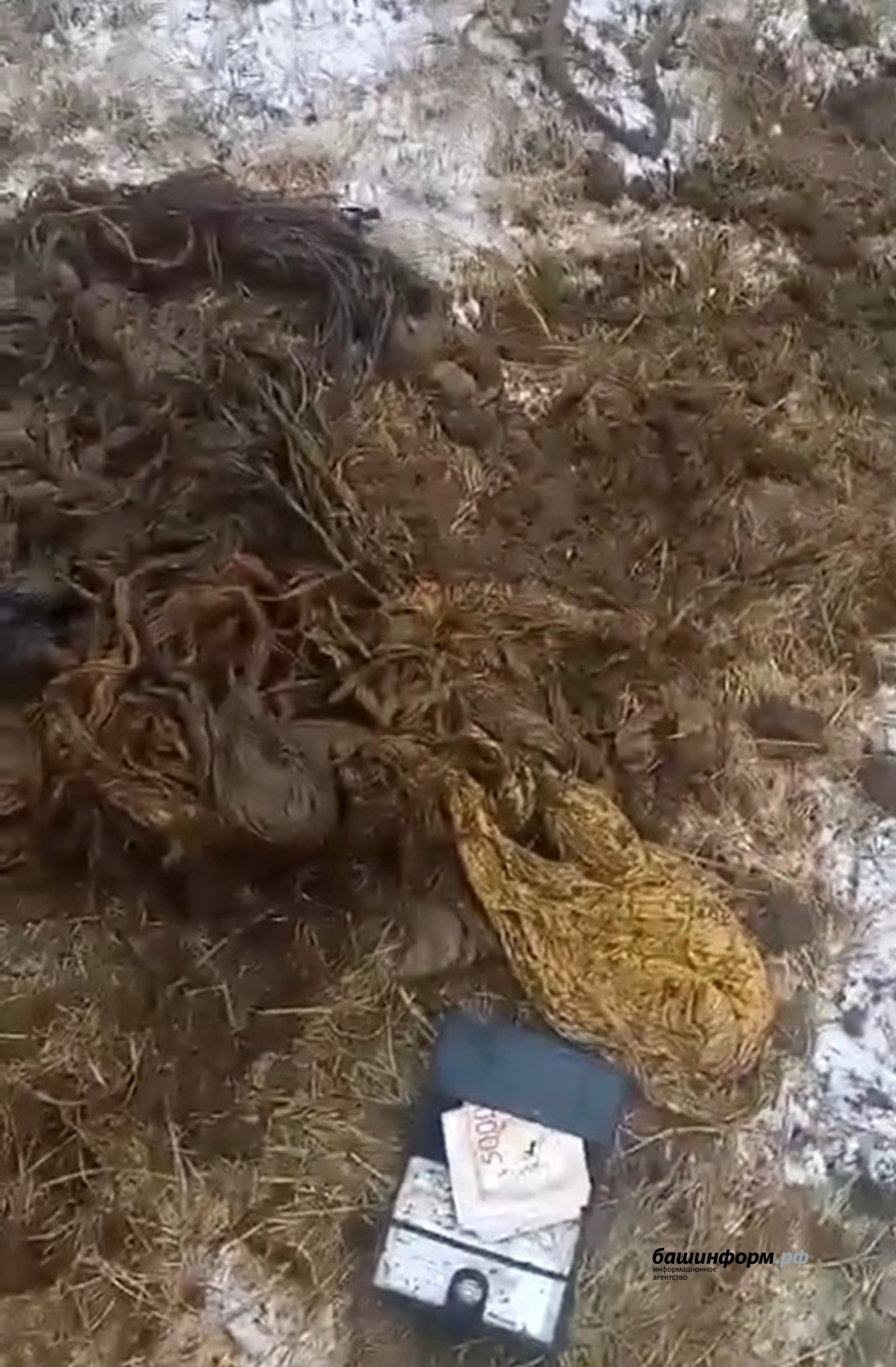 Фермер в Башкирии нашел в желудке коровы кошелек с деньгами