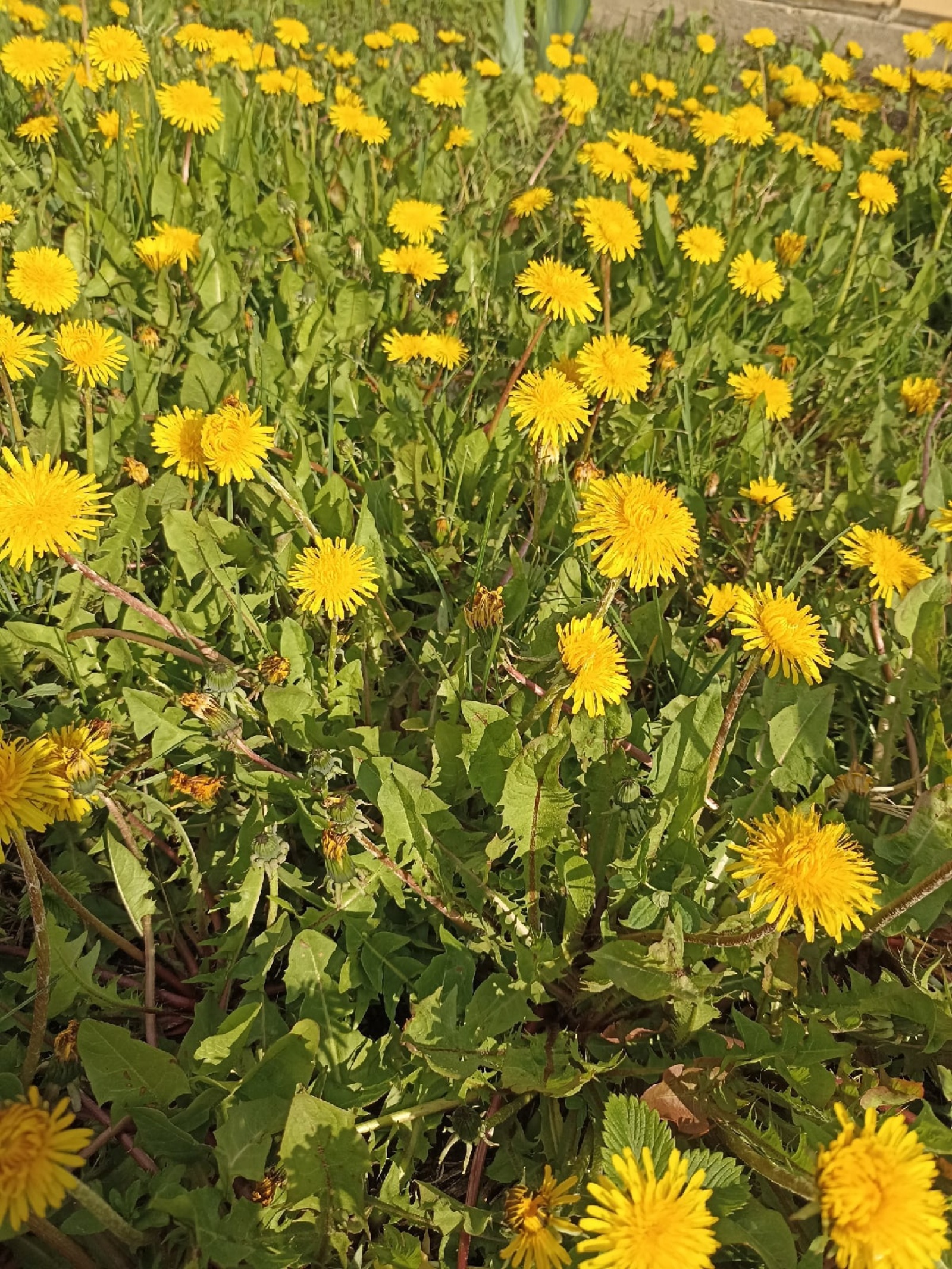 Майҙа бик эҫе буласаҡ