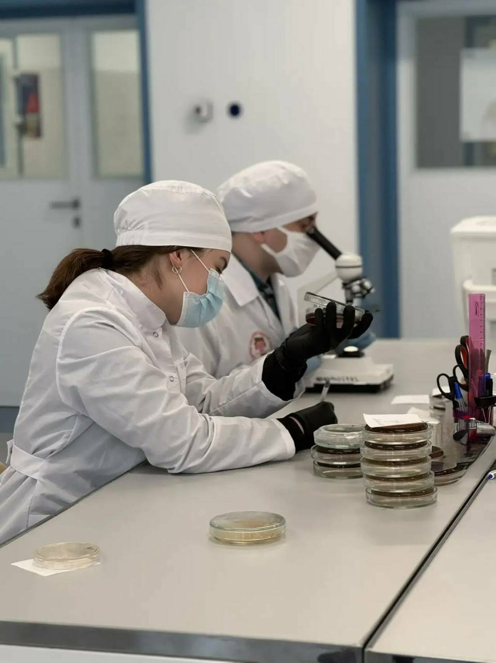 В Межвузовском кампусе создали тест-систему для быстрого поиска «бактерии строй