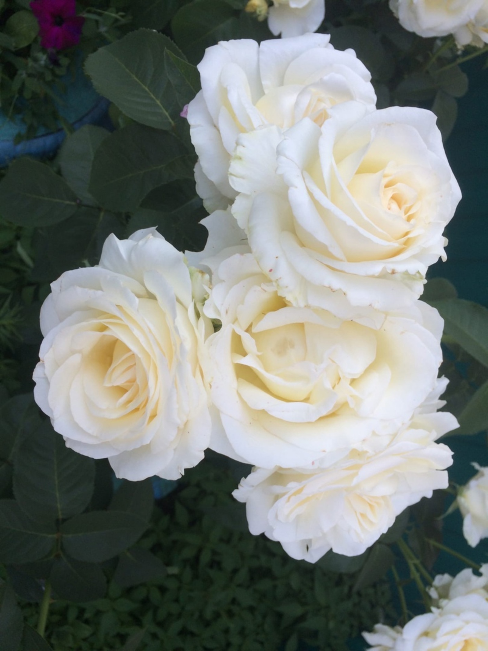 Раузахал                   Хикәйә.