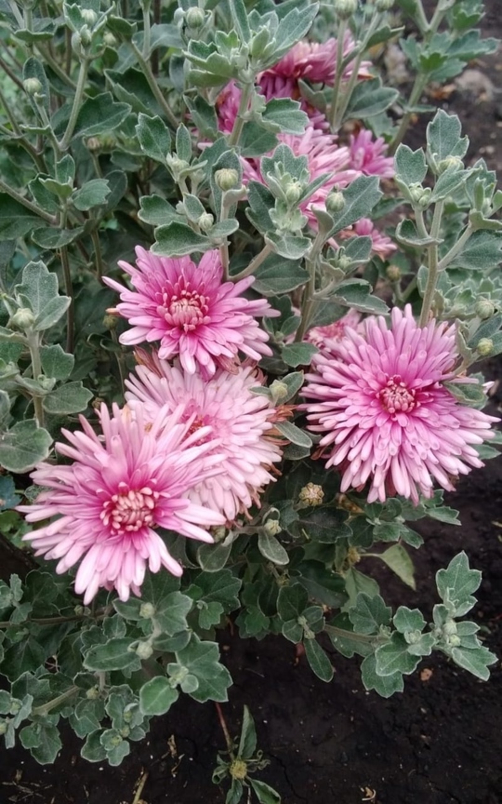 "Ҡартлыҡта татырға яҙған икән бәхетте..." (Булған хәл)