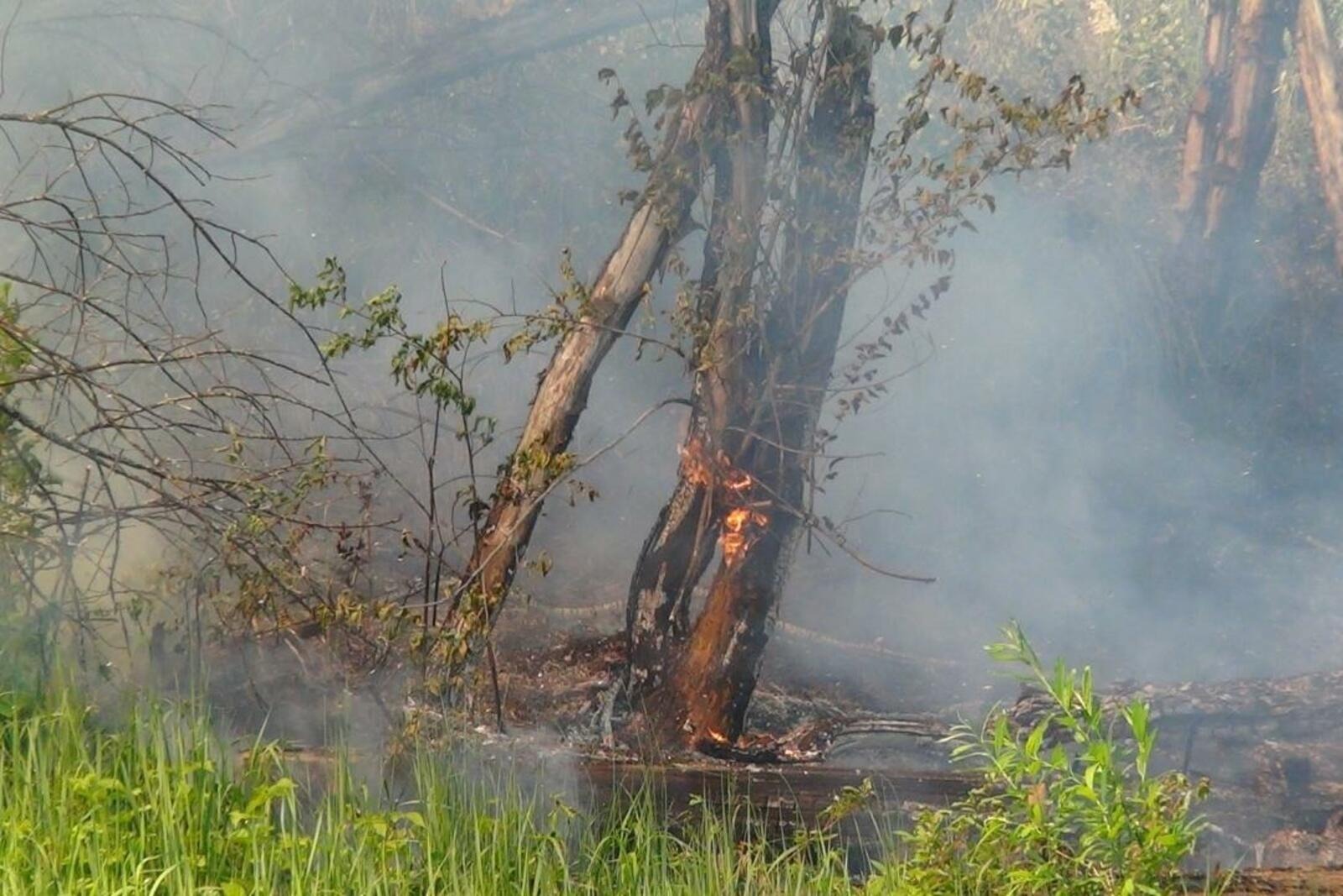 В Краснокамском районе Башкирии тушат лесной пожар на площади 3 га