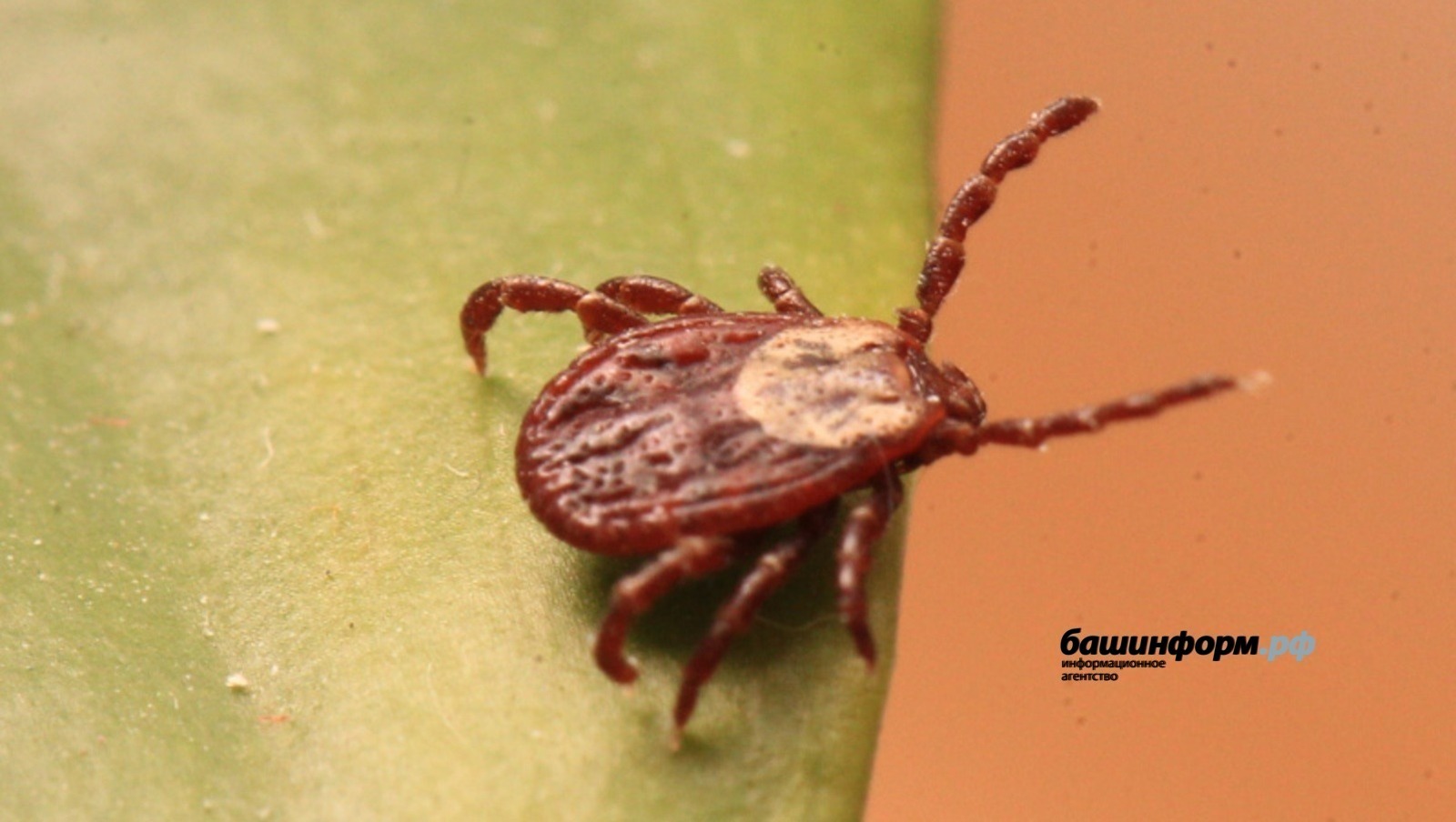 Жителей Башкирии предупредили о пробуждении клещей
