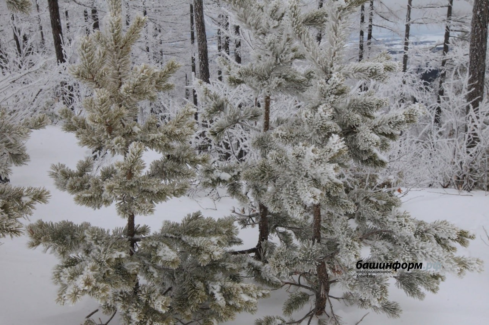 Берҙәмлектәрен күрһәттеләр