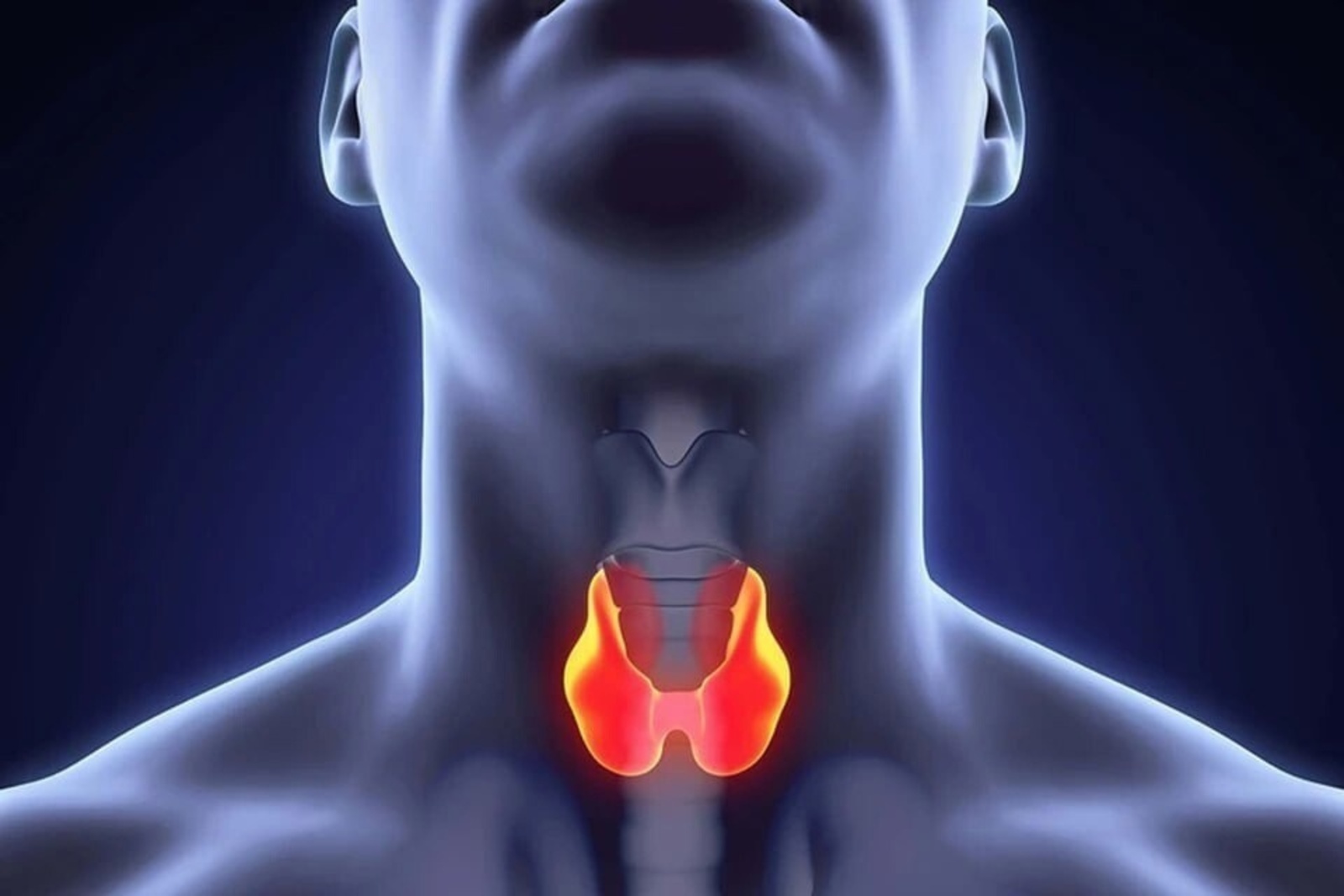 Полезное питание для щитовидной железы