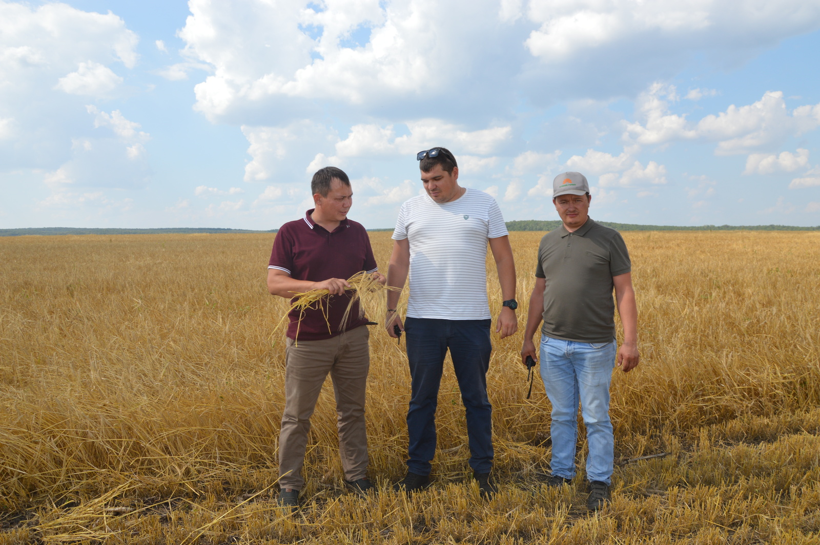 Уңыш бөртөкләп йыйыла