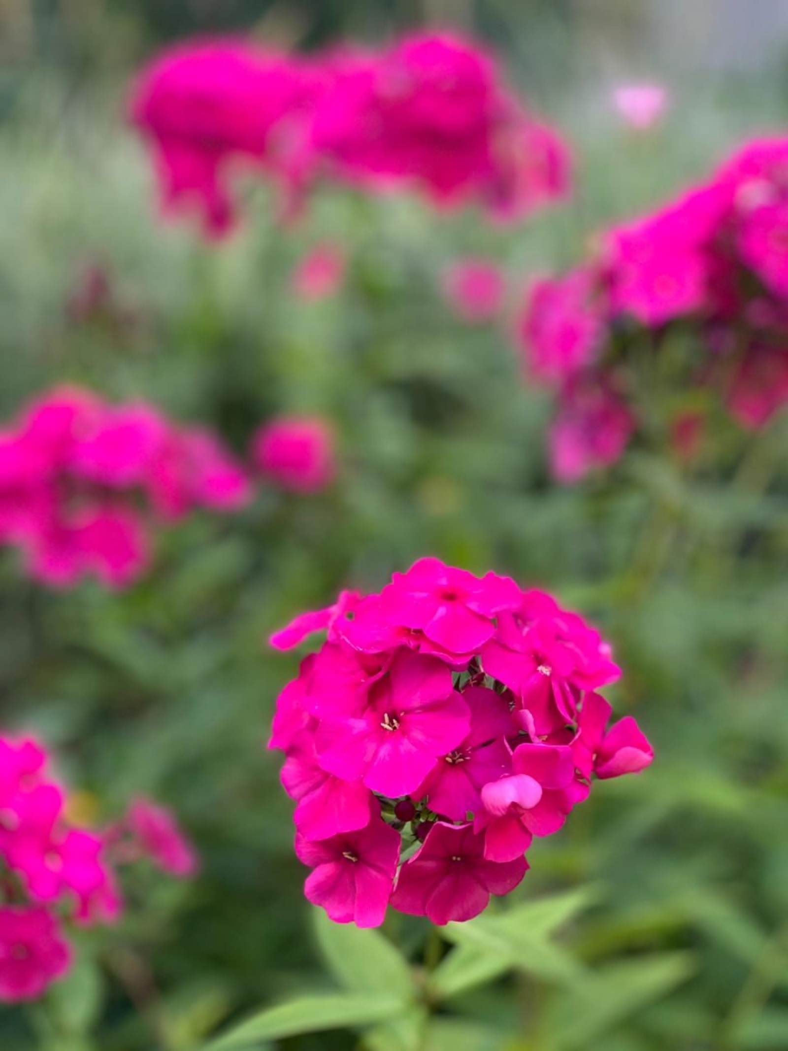 Йәйғорло күпер. Хикәйә