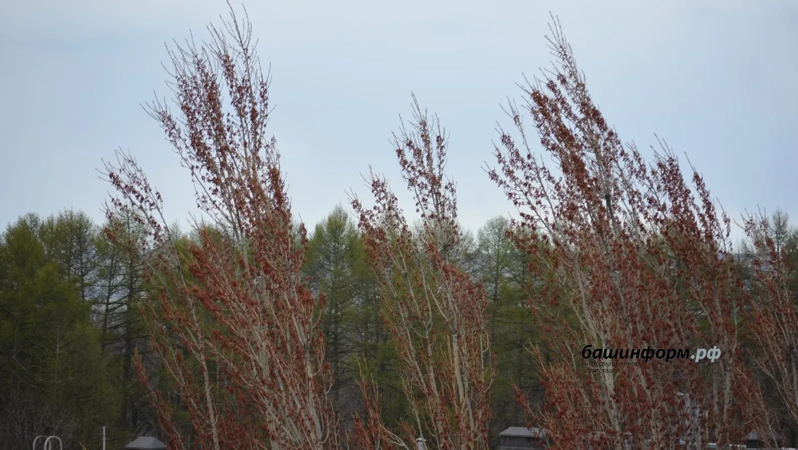Жителей Башкирии предупредили о сильном ветре