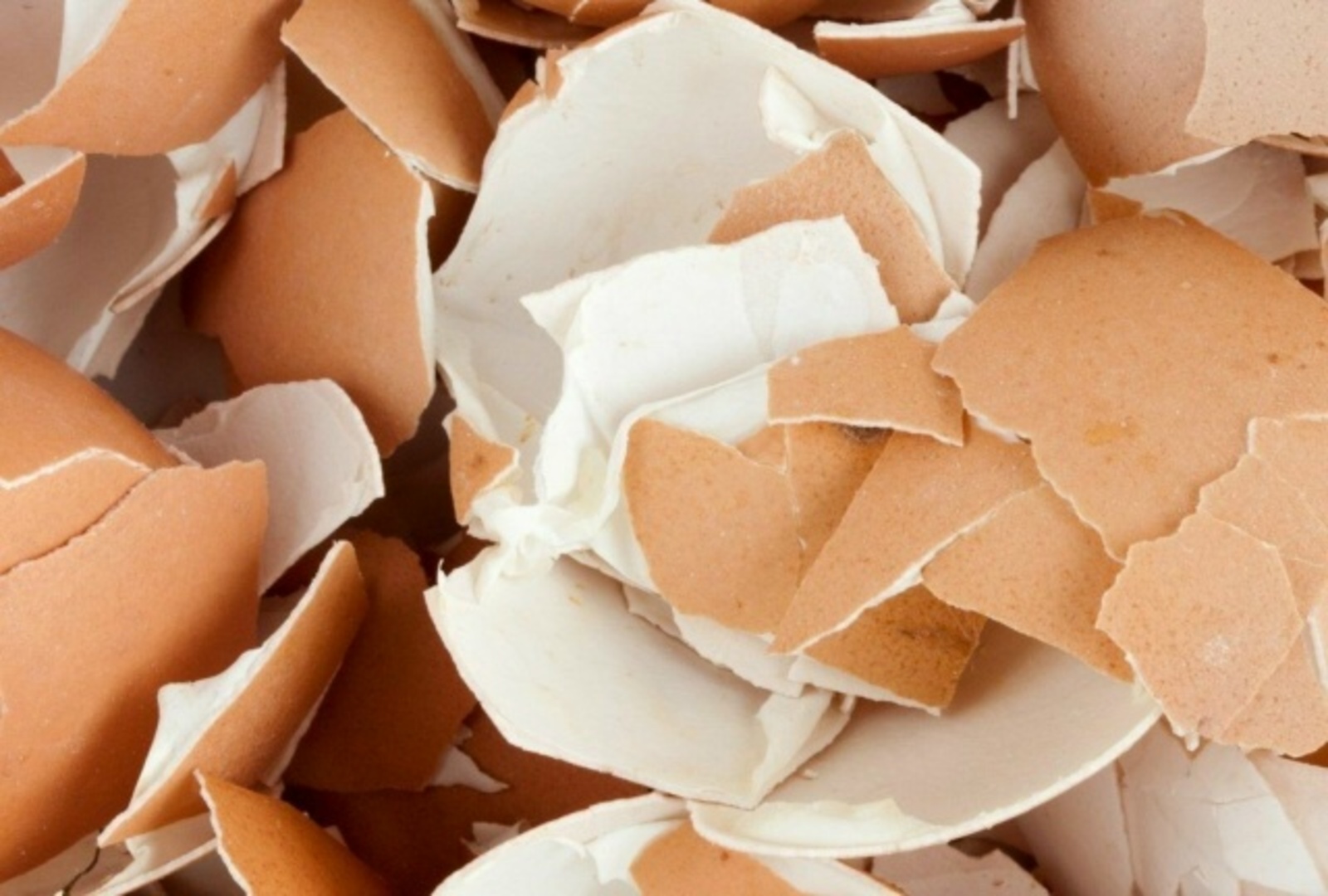 Йомортҡа ҡабығы ла дауа