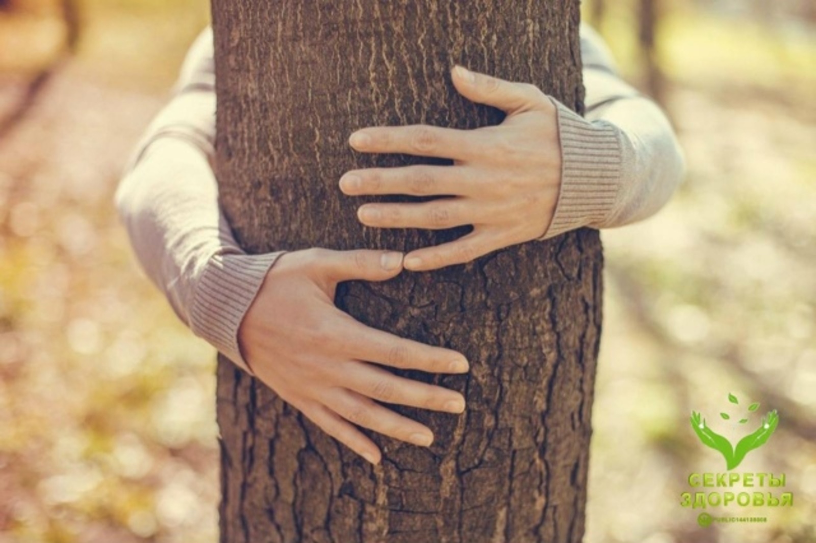 Сирләһәң, ниндәй ағасты ҡосаҡларға?