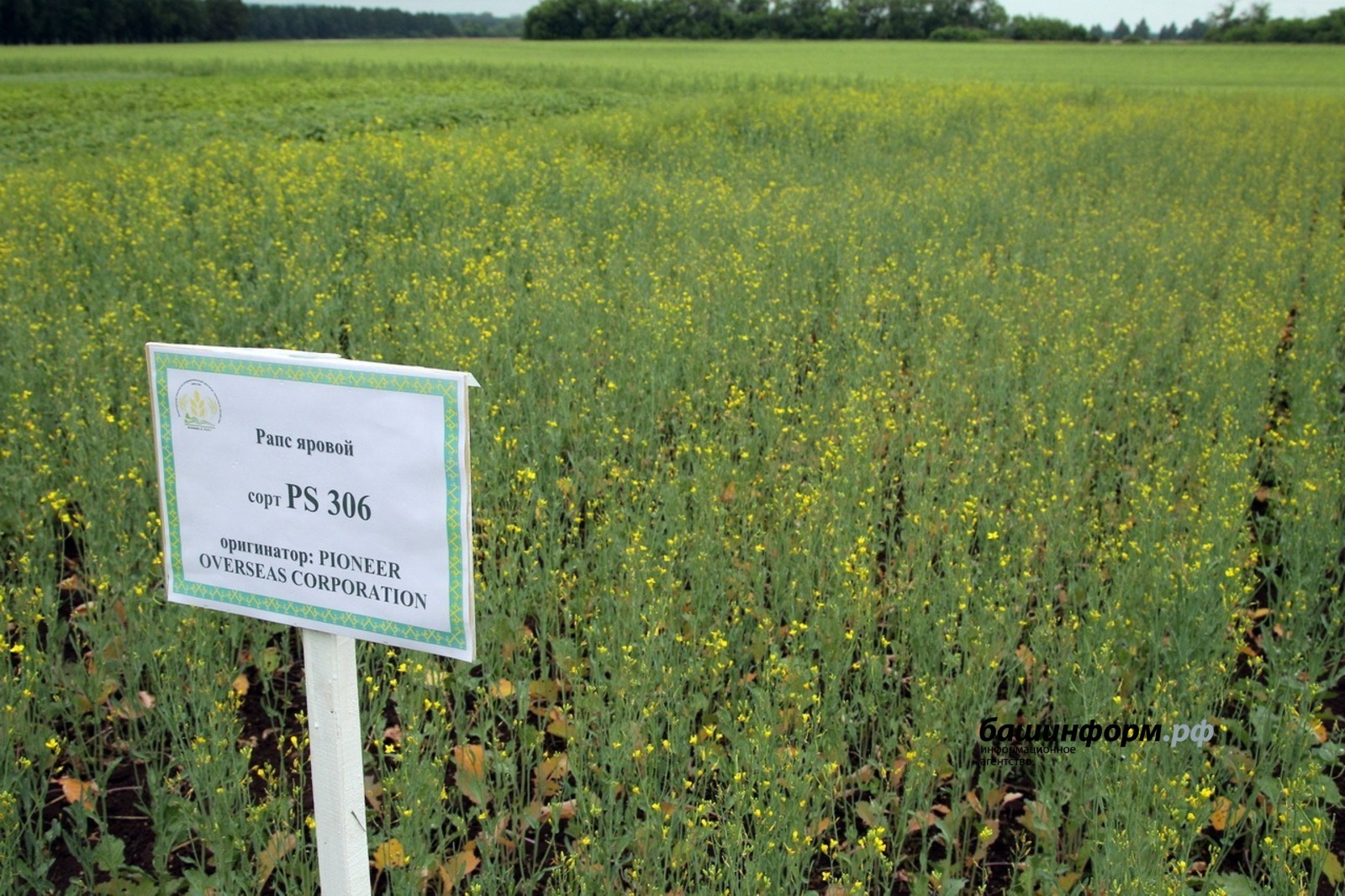 Экспорт рапсового масла из Башкирии в Китай вырос на 60%