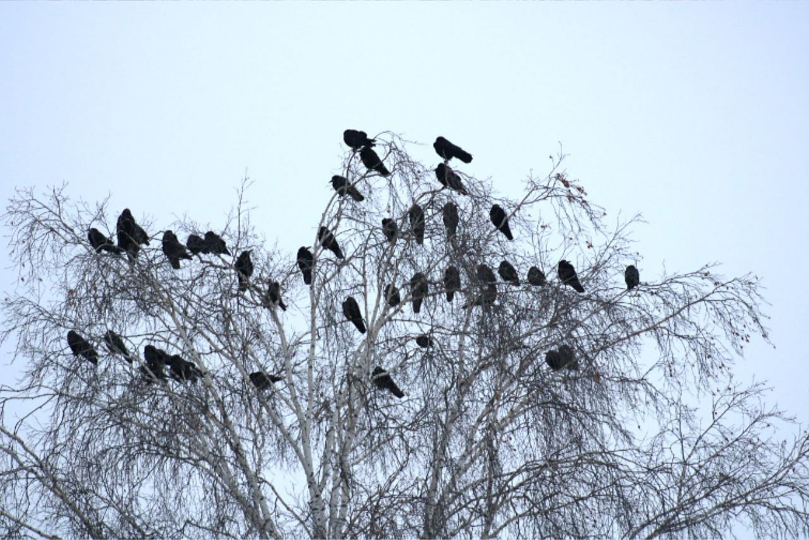 Башҡортостанда +13 градусҡа тиклем йылыта