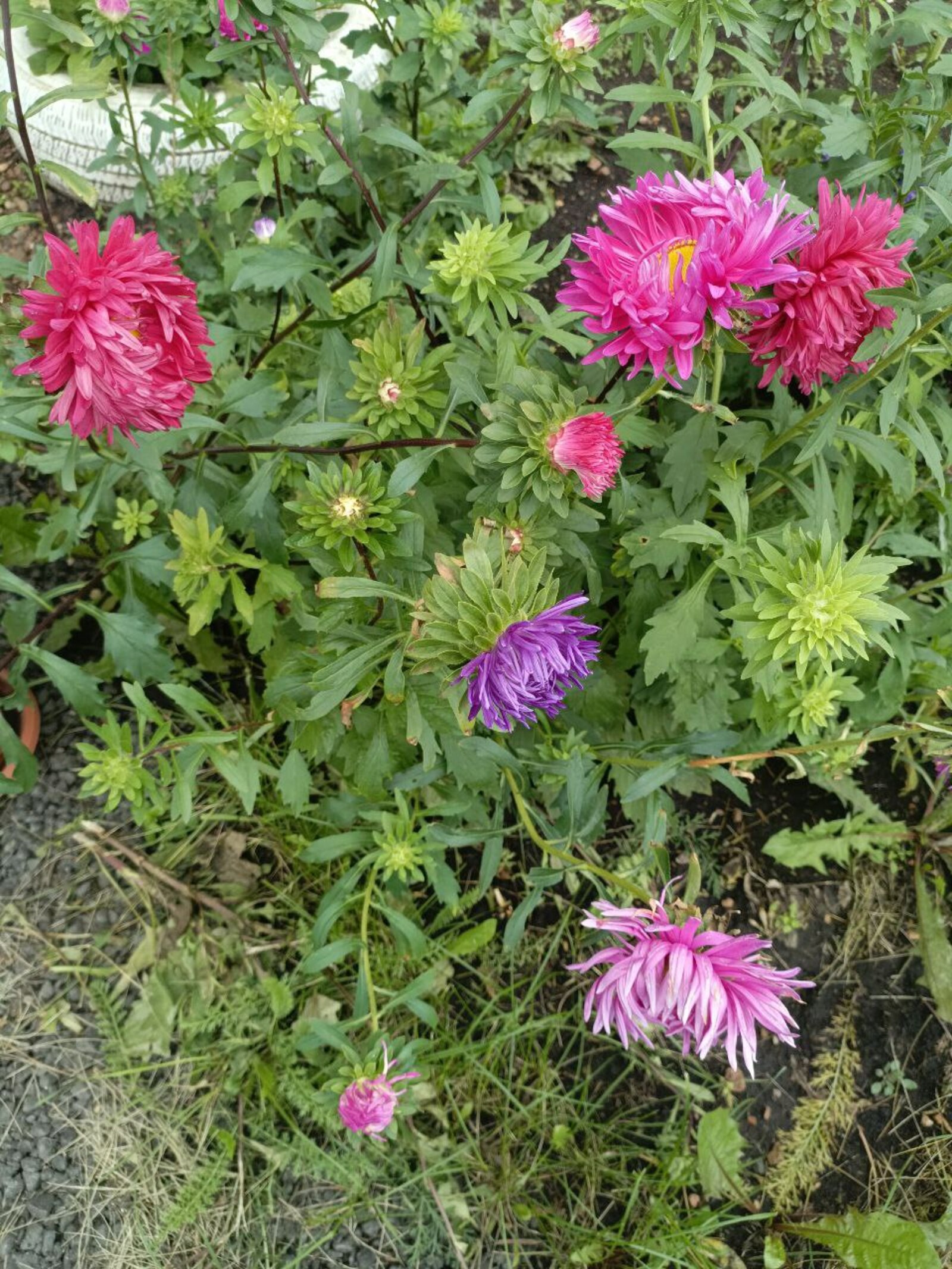 Әлфинә (Хикәйә Минира БИКӘНӘСОВА)