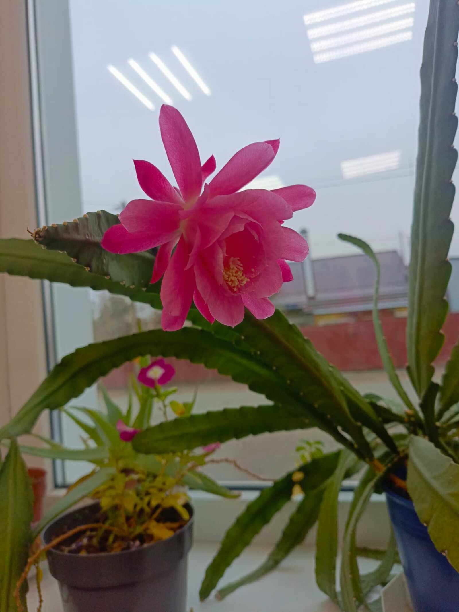 Әжәл менән килешеү (Хикәйә Рита Хәсәнова)