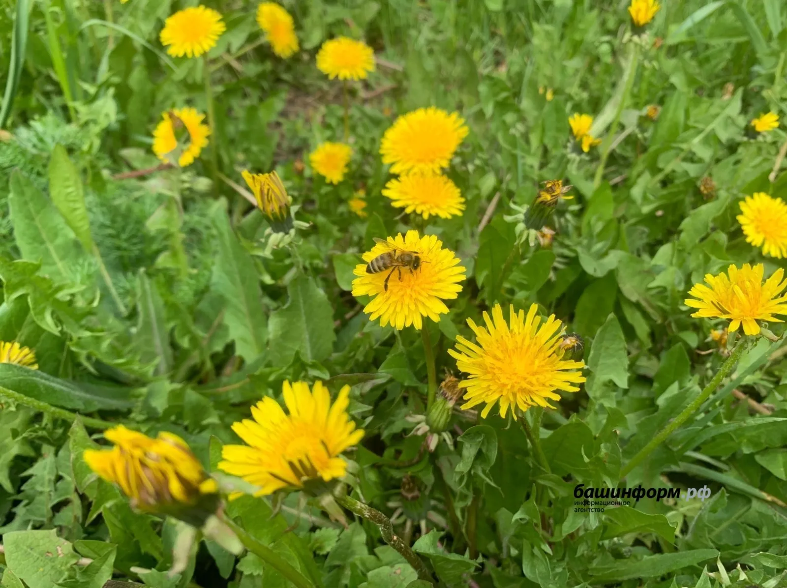Глава Башкирии поручил готовиться к стрижке одуванчиков