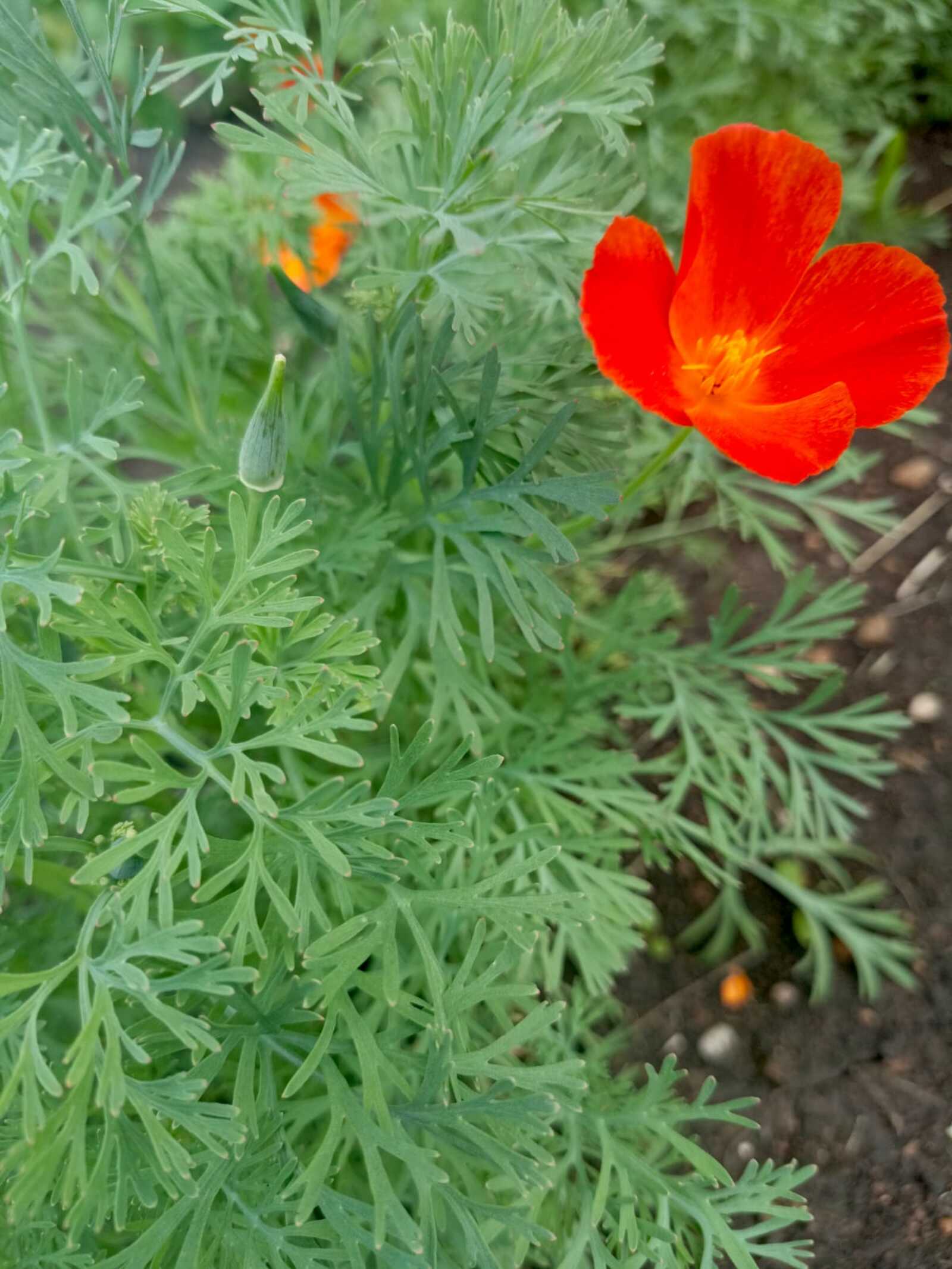 Тотҡонға алынған бәхет. Хикәйә. Миңзилә Хәкимова (Садыҡова).