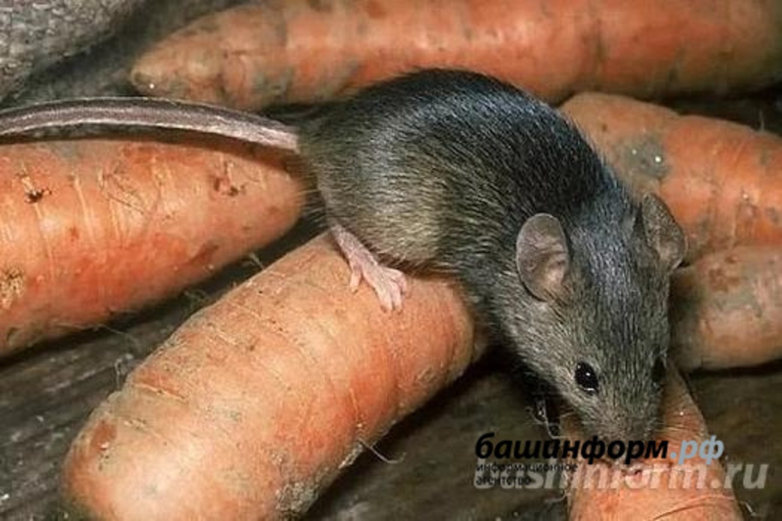 В Башкирии заболеваемость мышиной лихорадкой выросла в 9 раз