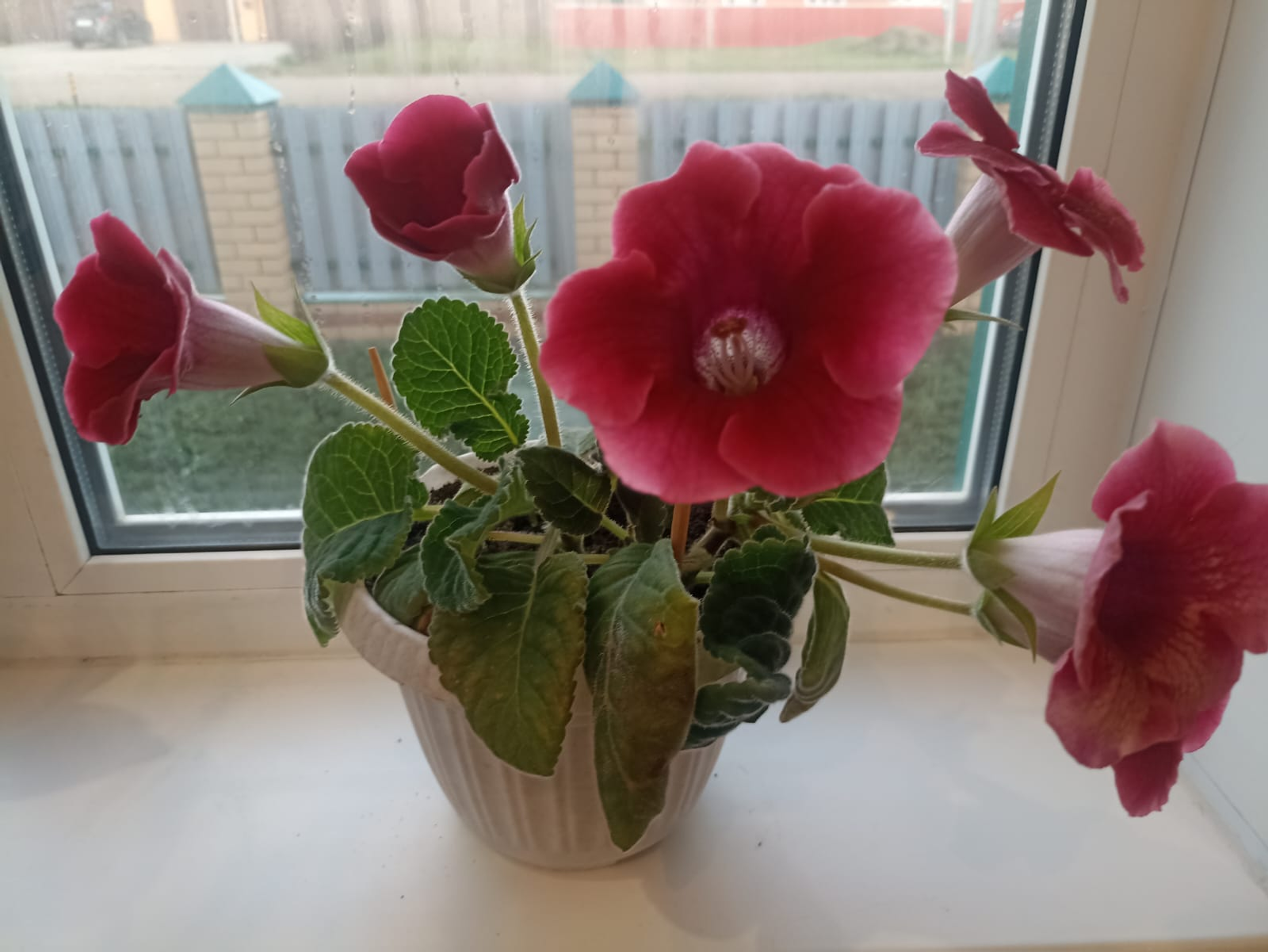 Матур ҡатын (хикәйә). Тамара Ғәниева