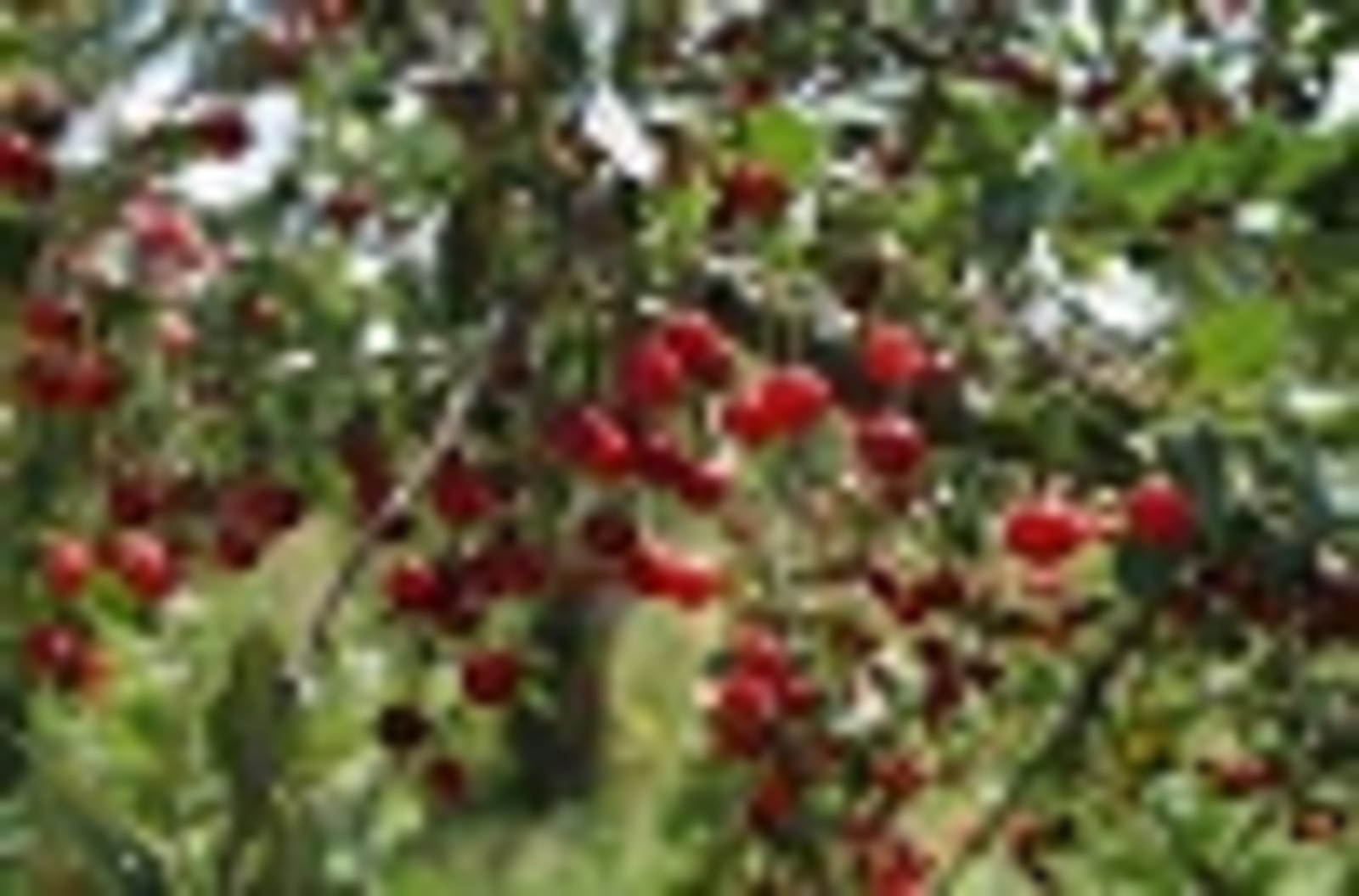 Тураҡланған сейәләр