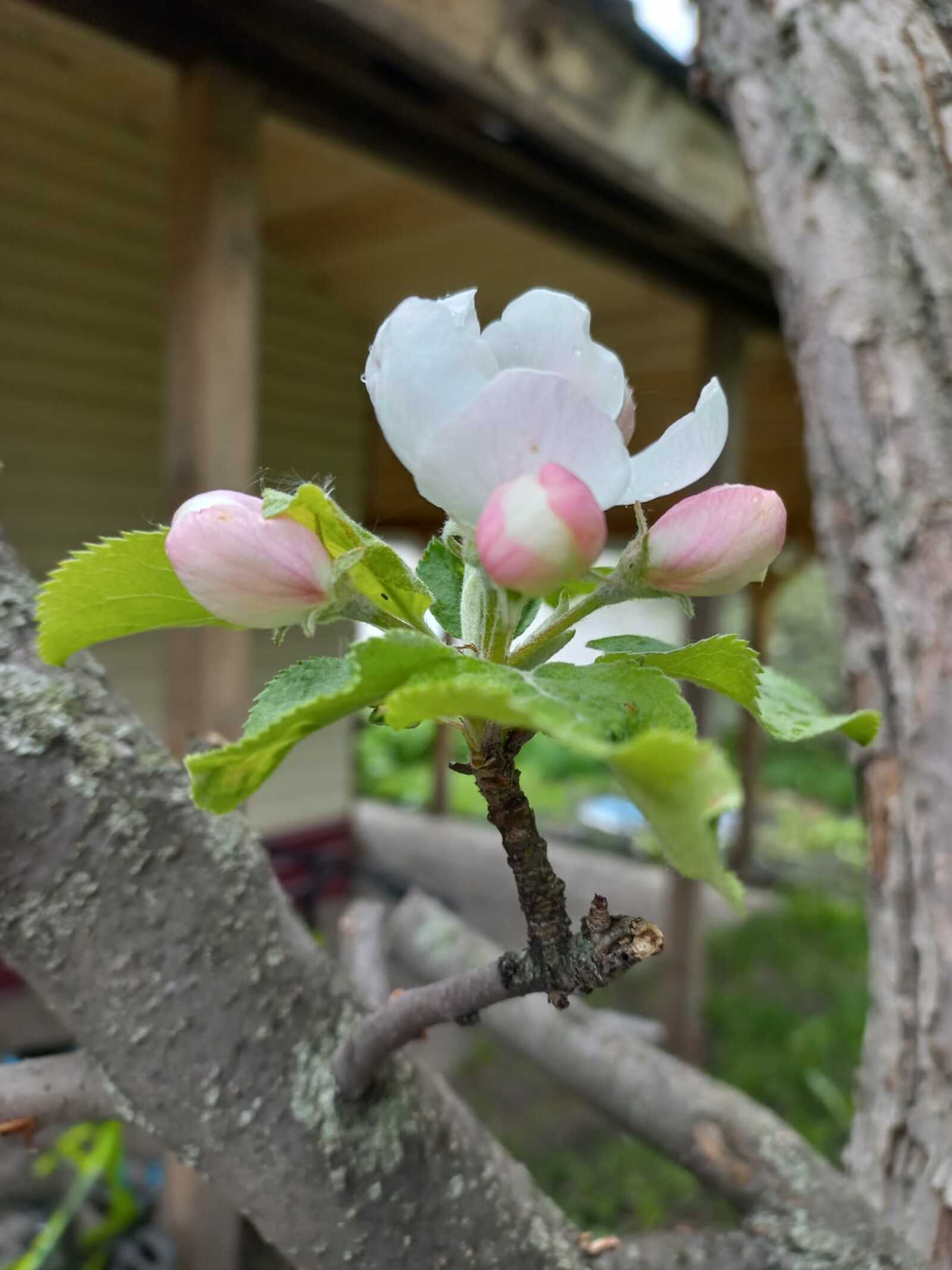 Бер тамсы өмөт. Хикәйә