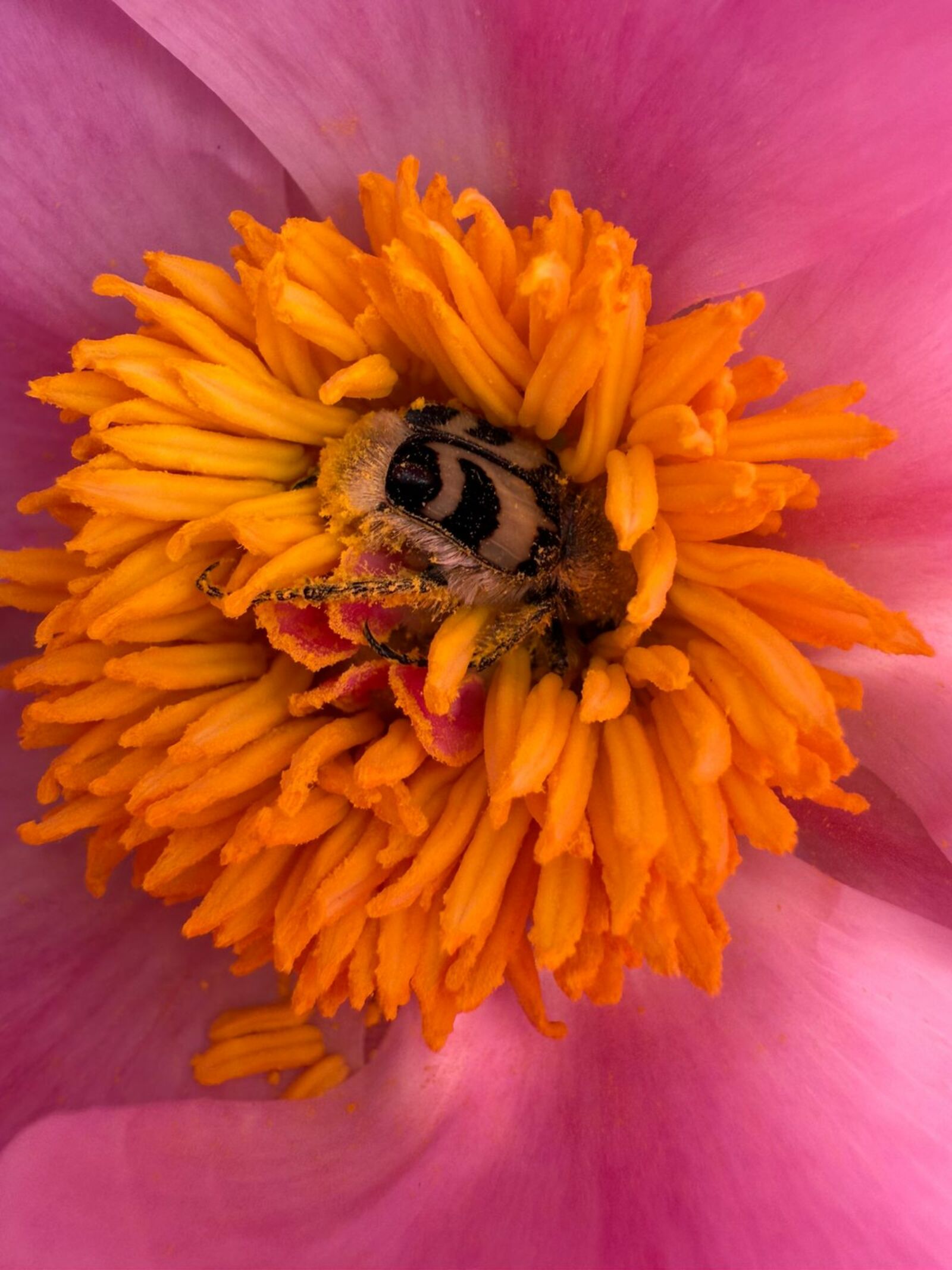 Хыянат хаҡы (хикәйә)