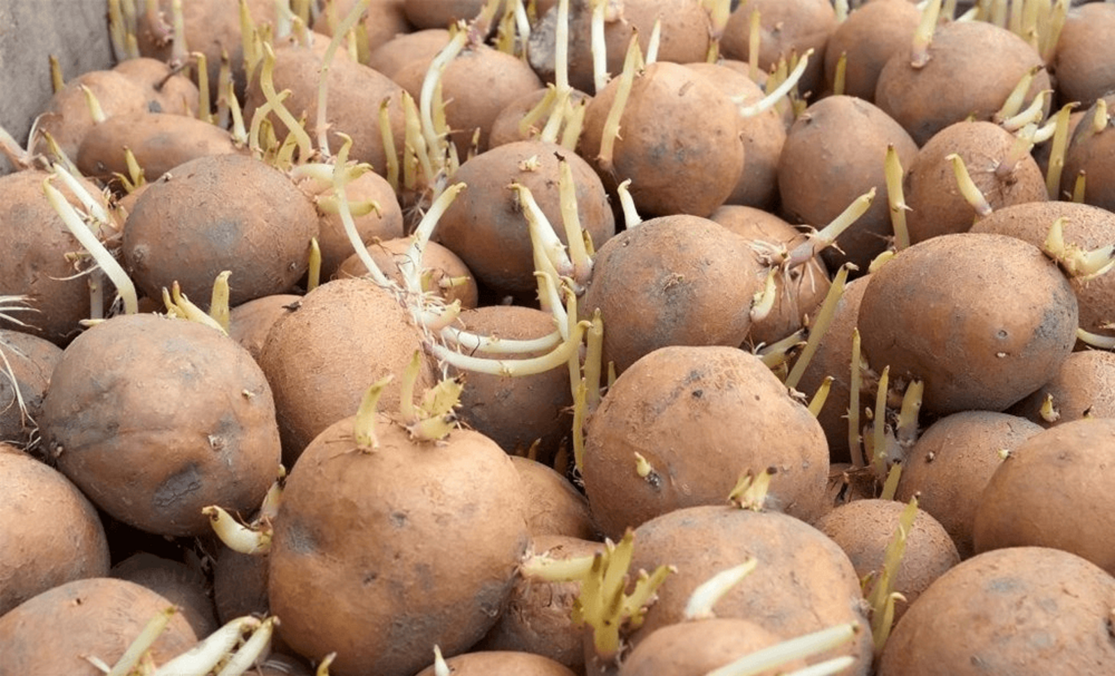 Картуфығыҙ шыта башланымы?