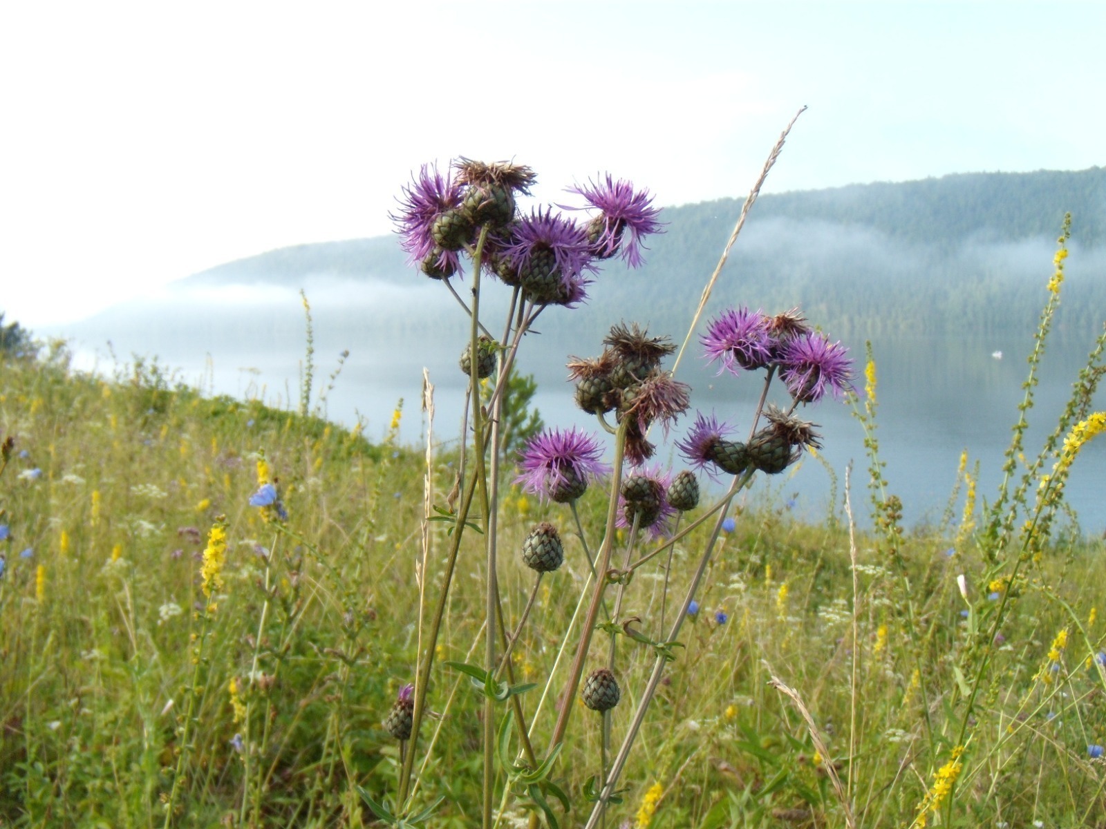 Башҡортостанда юҡ ителергә тейешле хәүефле үҫемлектәр исемлеге раҫланды