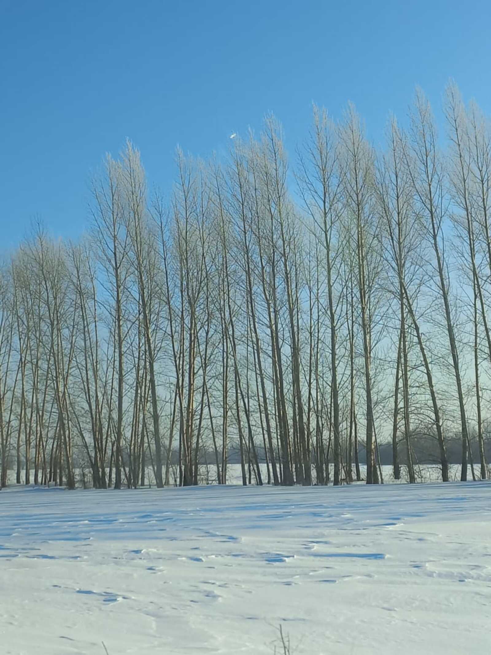 Погода на ближайшие дни
