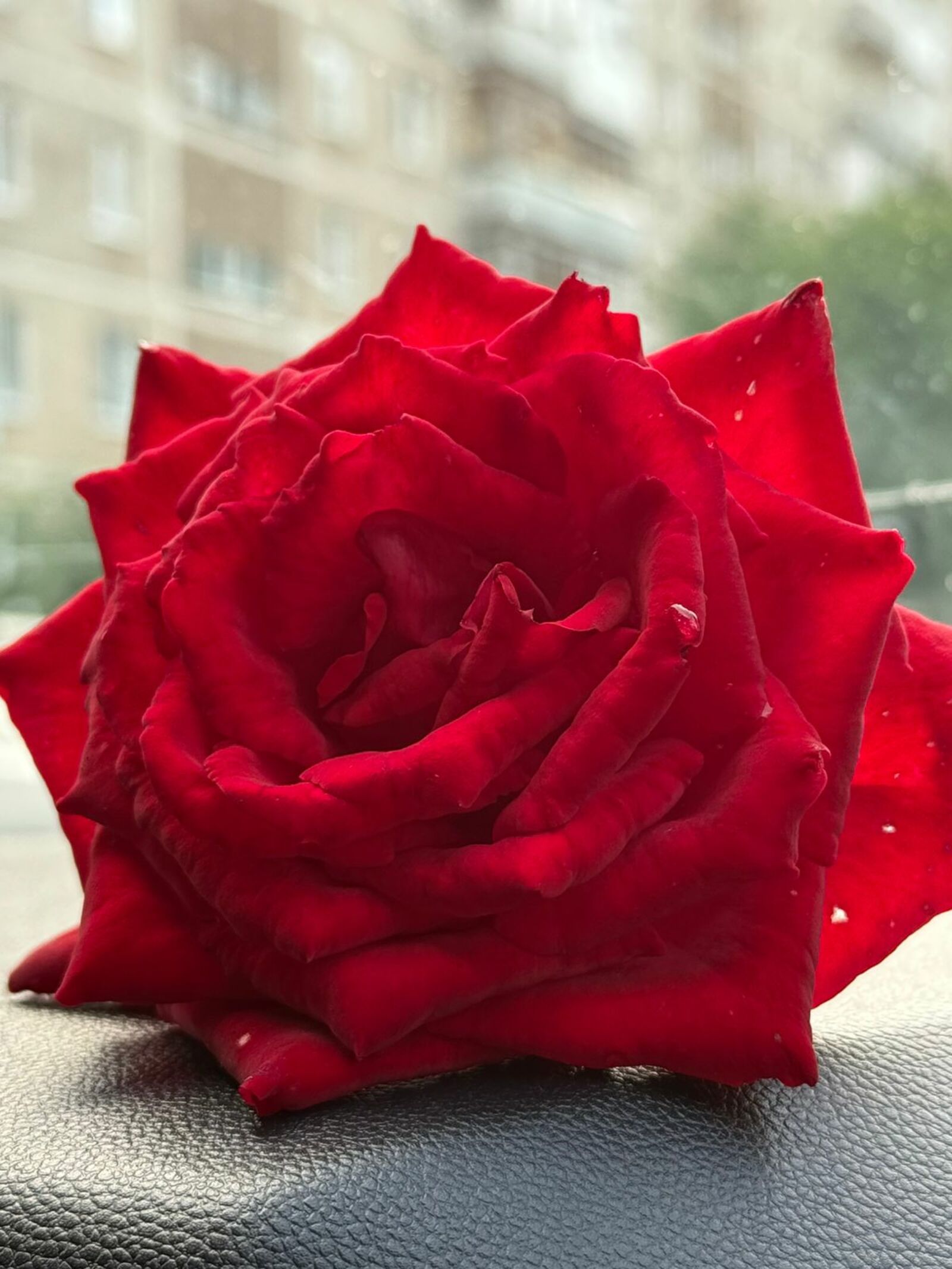 Сәскәм (хикәйә)