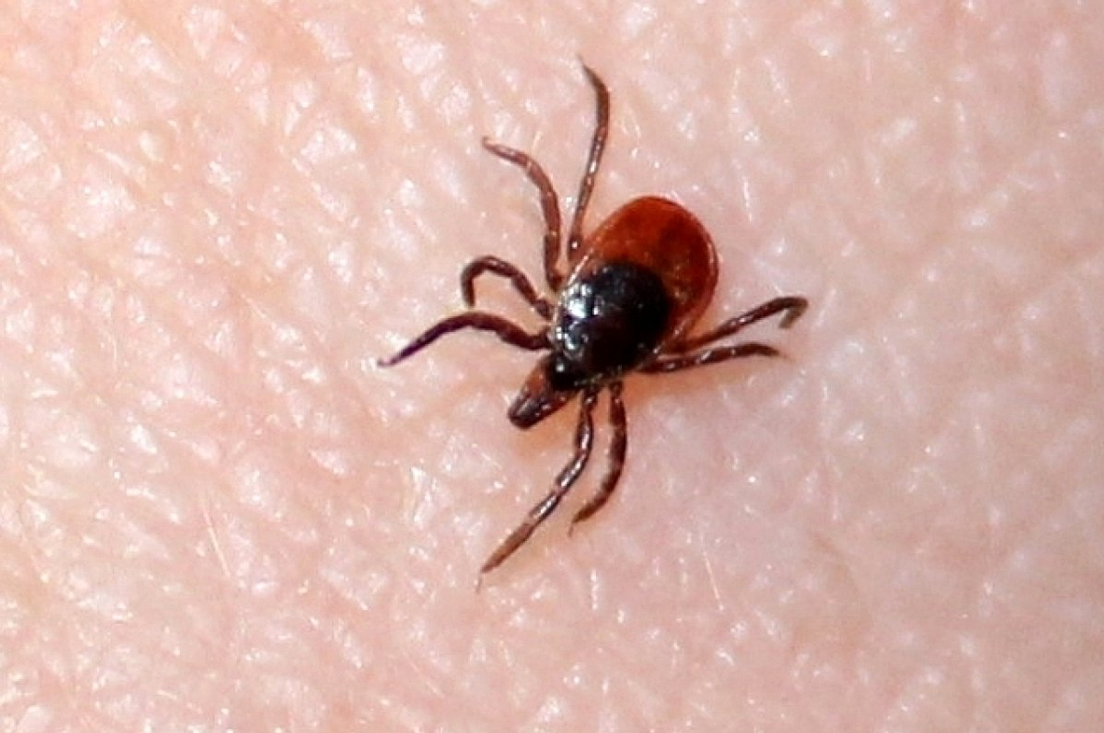 Талпандан һаҡланығыҙ!