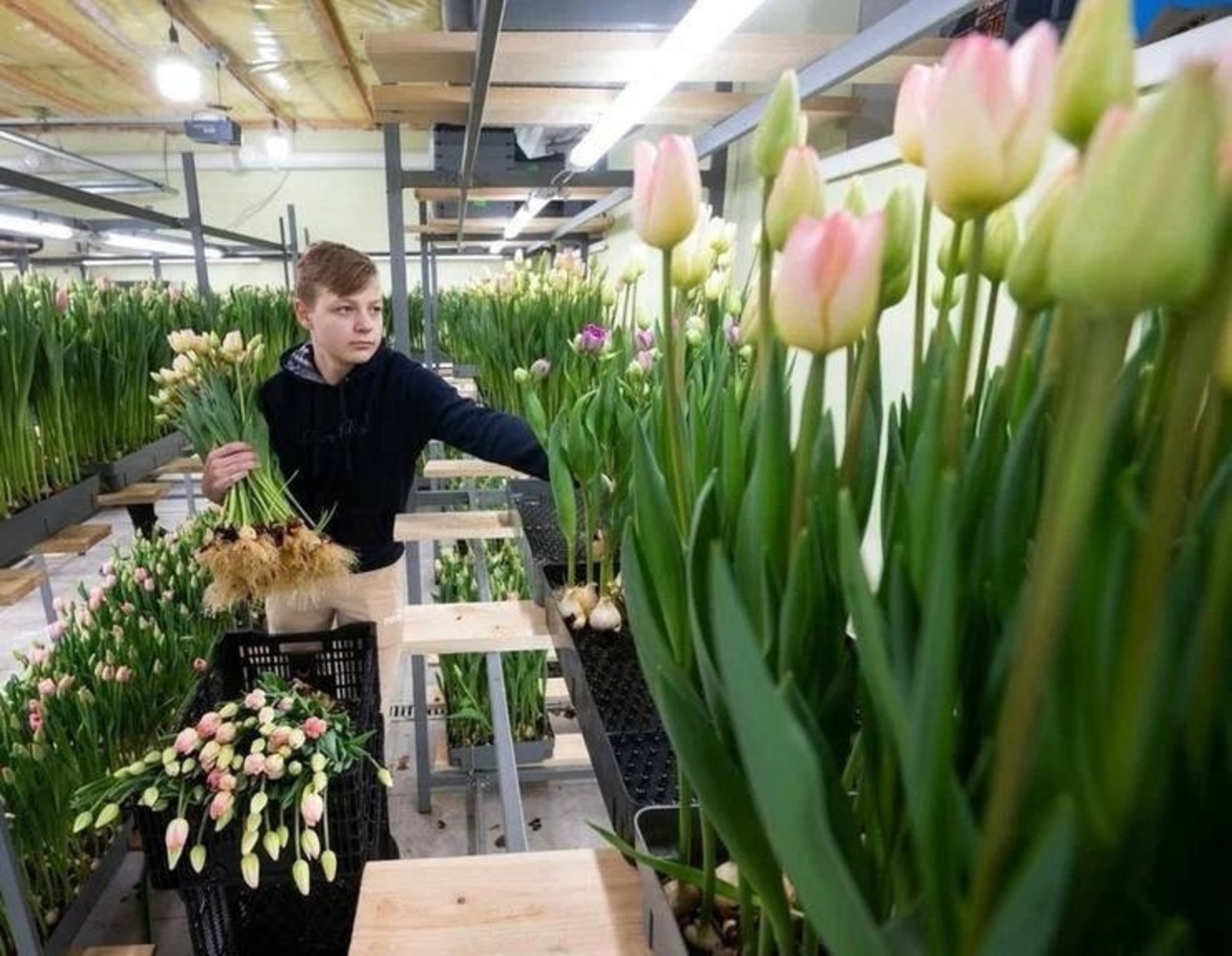 Школьник вырастил в гараже папы тюльпаны и продал их за 2 миллиона рублей!