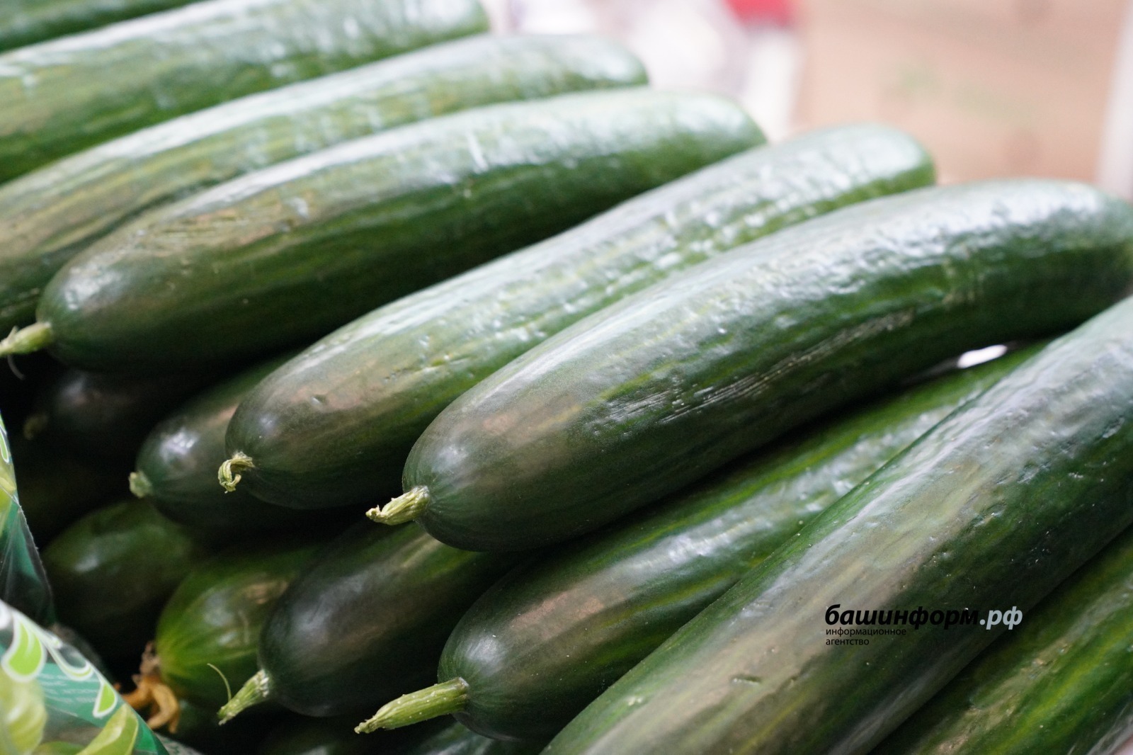 Башҡортостанда ҡыярҙың хаҡы төшкән