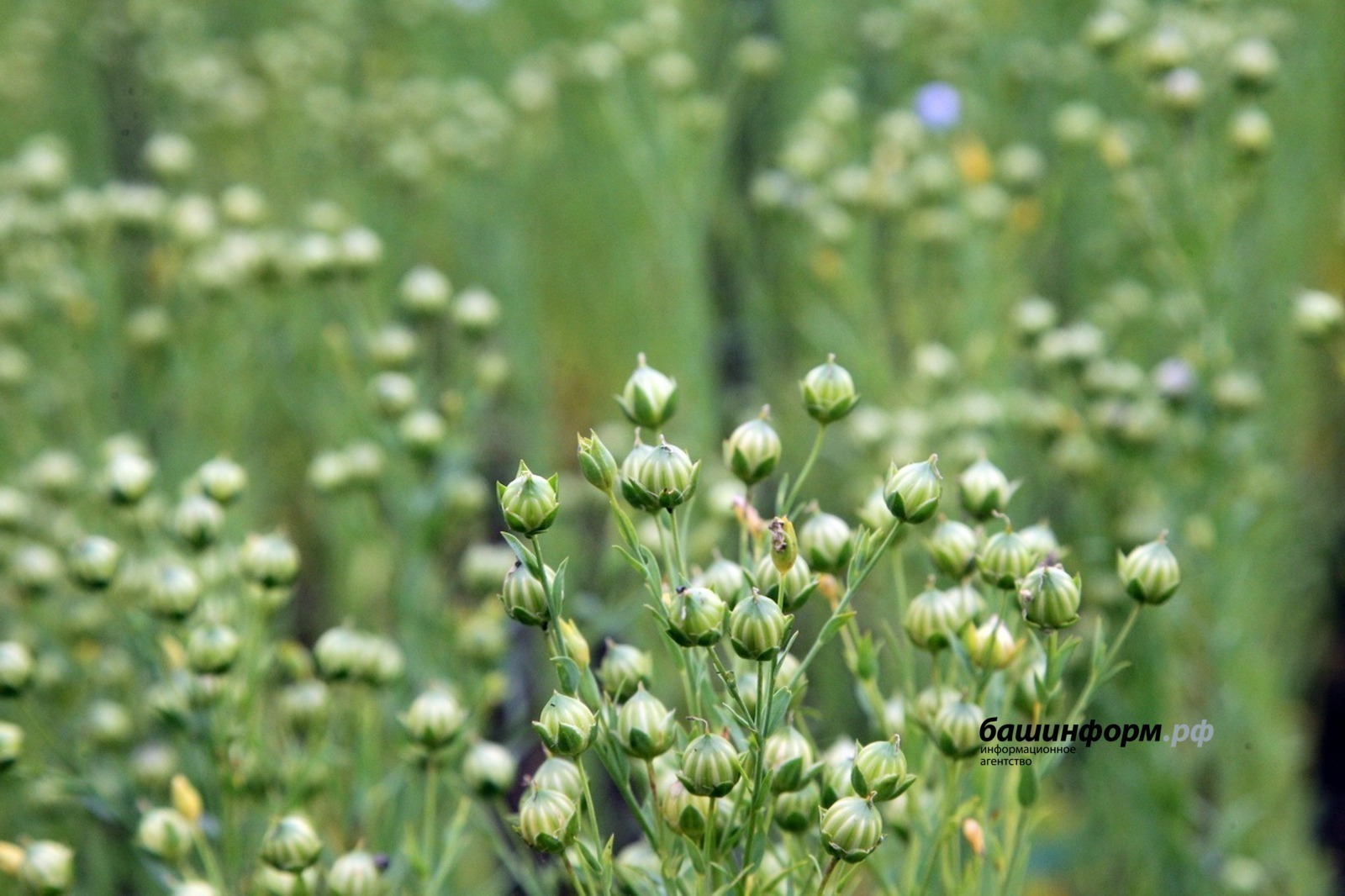Башкирский лён пользуется большим спросом в Китае