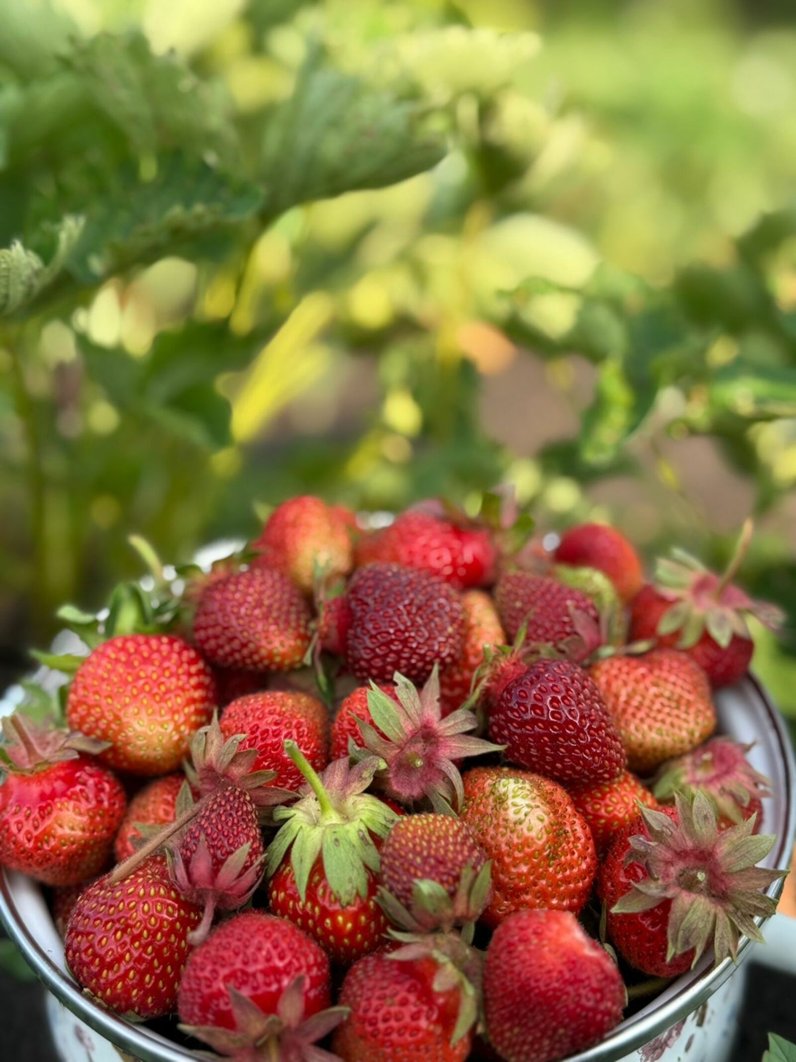 Боронғоса дауалау ысулдары