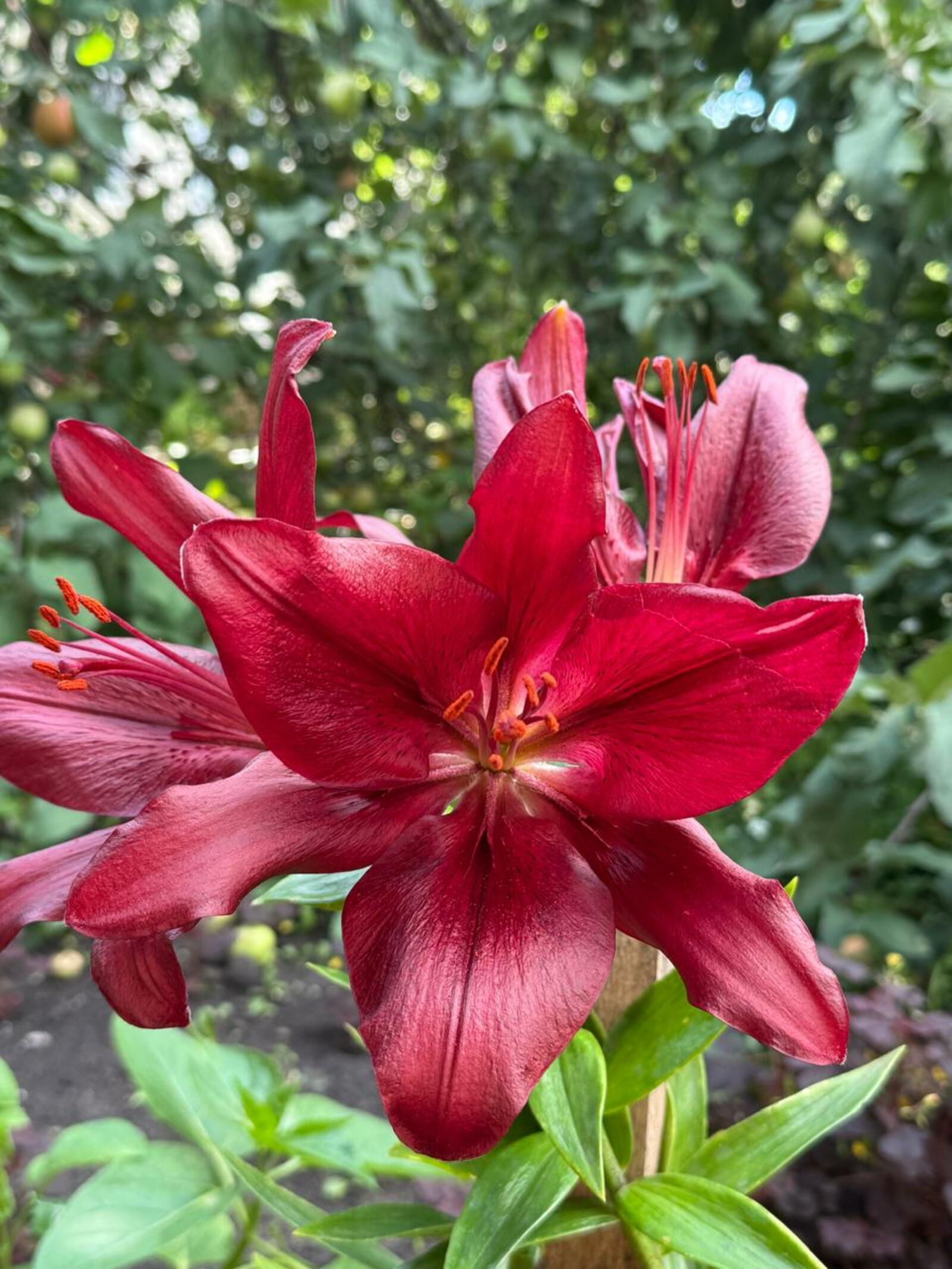 Ике етем күңел ҡауышҡанда... (хикәйә)