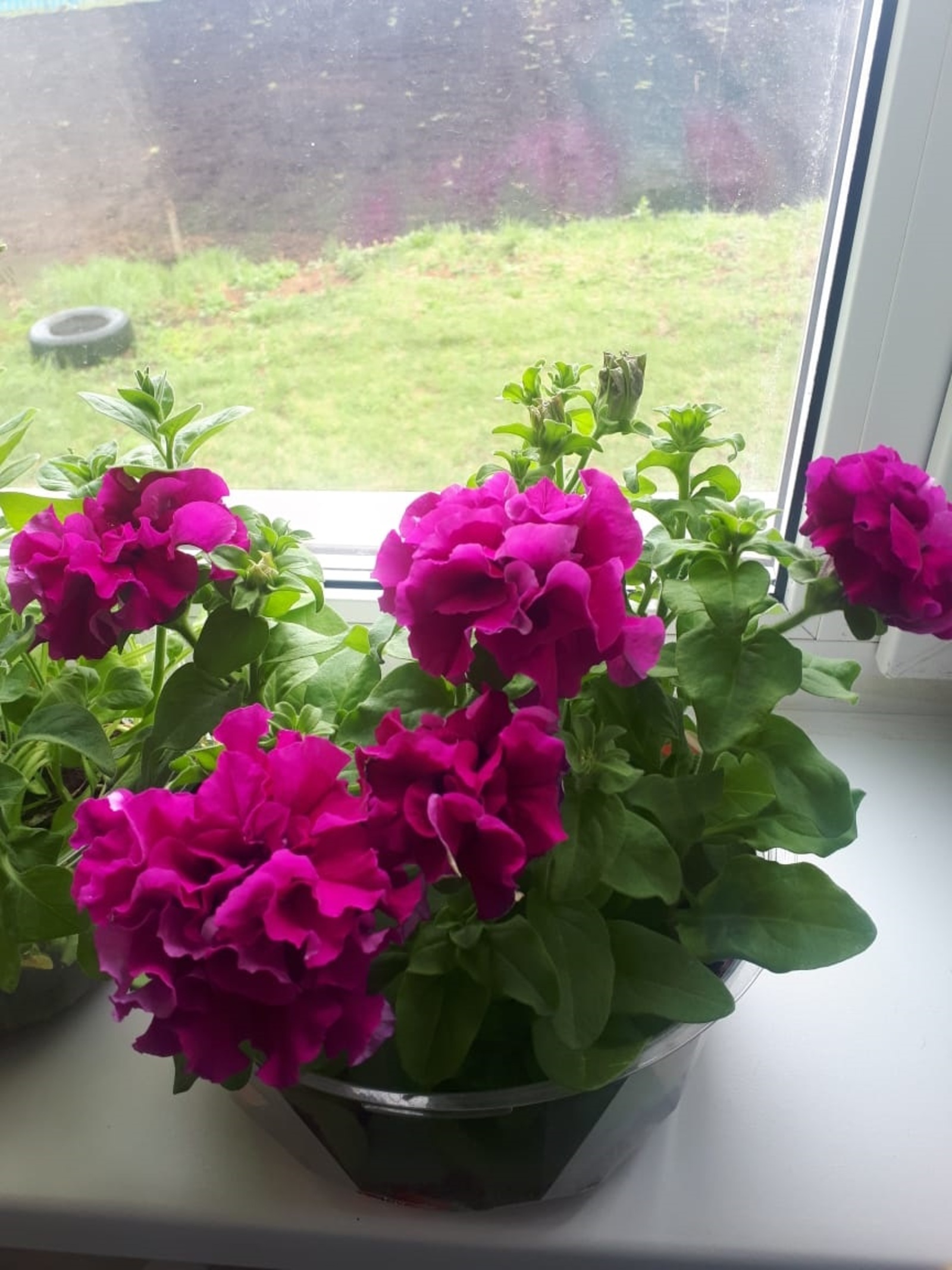 Үҫентеләр сәсә башланығыҙмы?