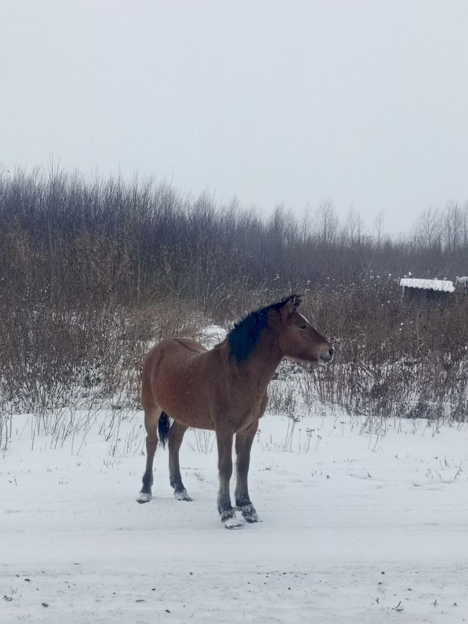 Ҡолонло бейә. Хикәйә. Миләүшә Ҡаһарманова.