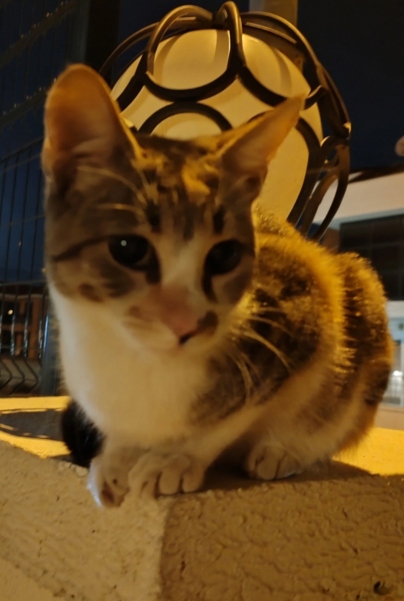 Бесәй хужаһының сирен ала, тиҙәр