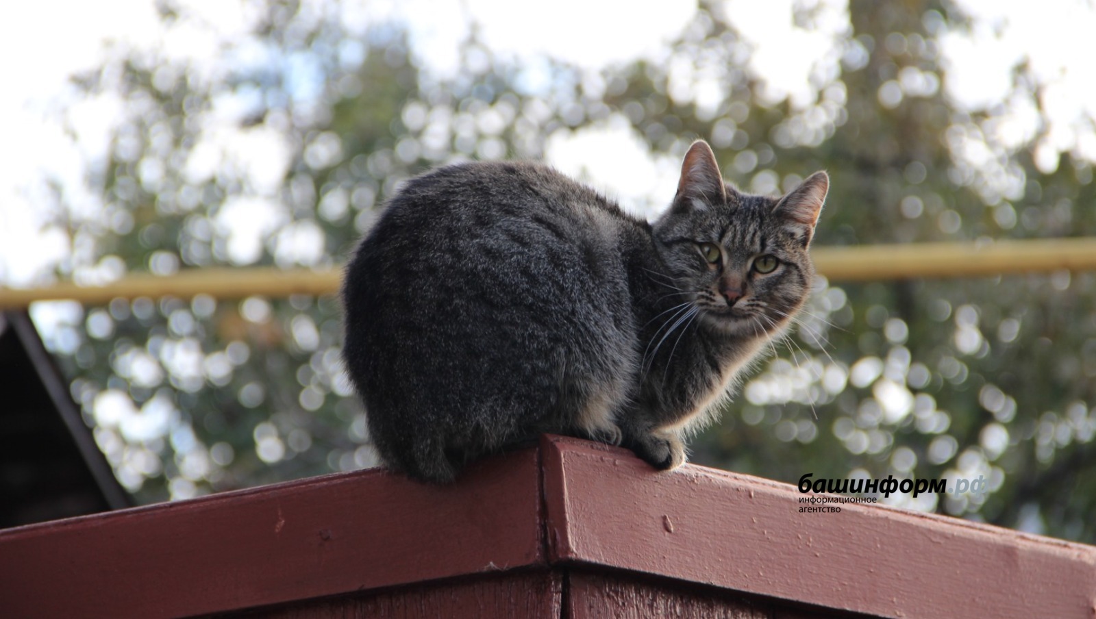 Жительница Башкирии поселила в квартире 40 кошек, 30 собак и ворону