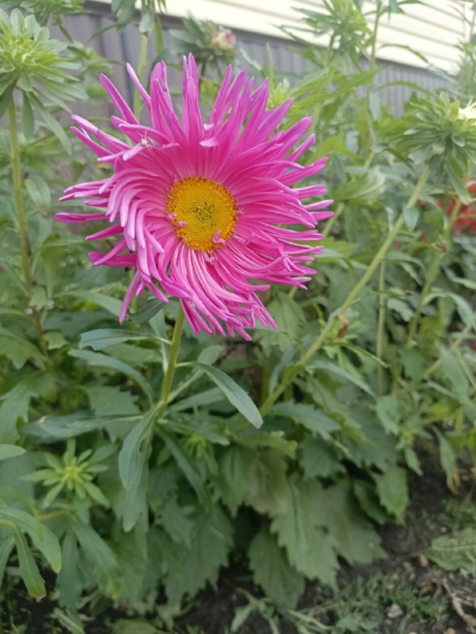 Етем хаҡы (Хикәйә)