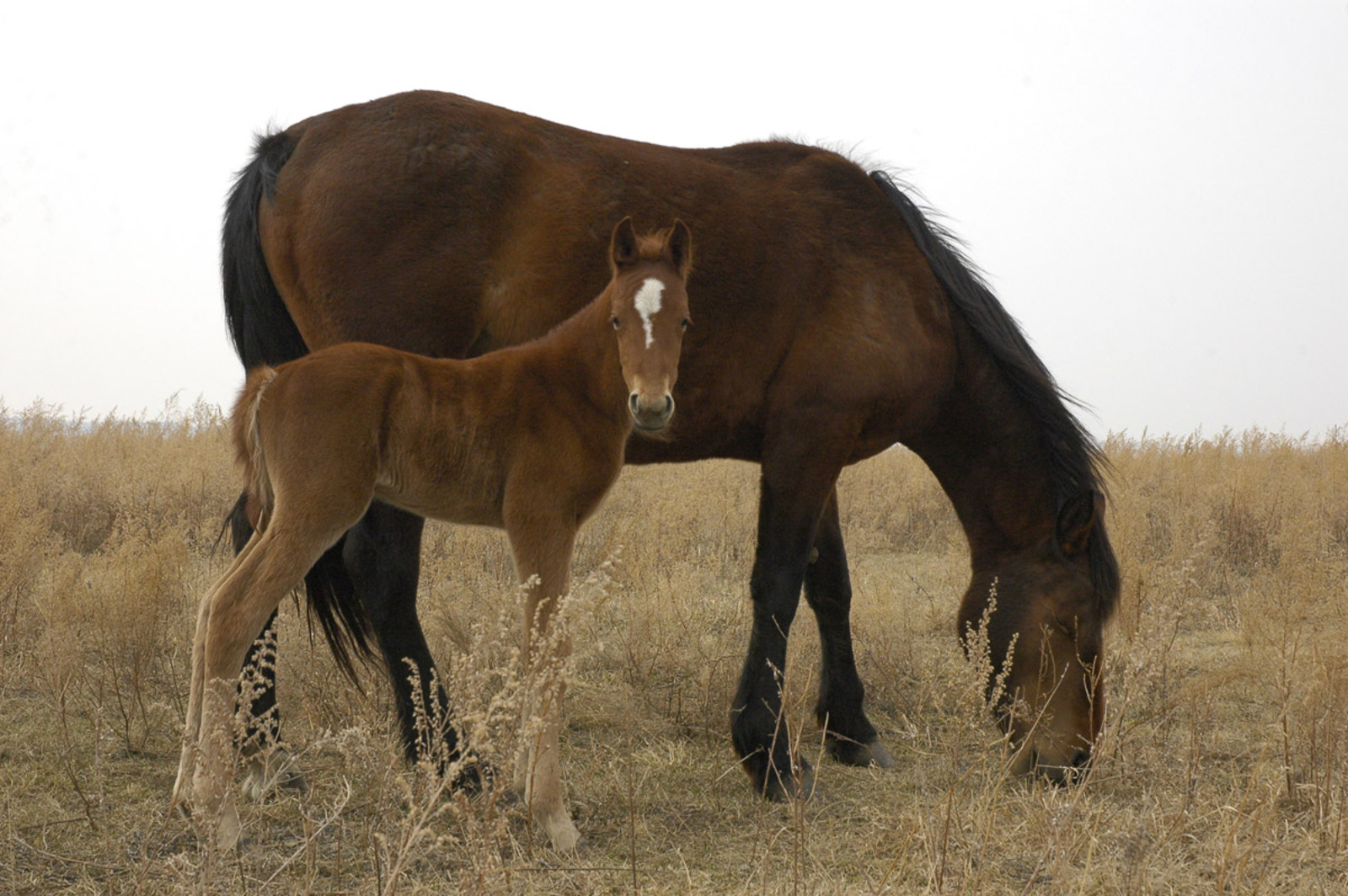 Әсәйебеҙҙе үлтергән вәхшиҙе ҡарарға тейешбеҙме?