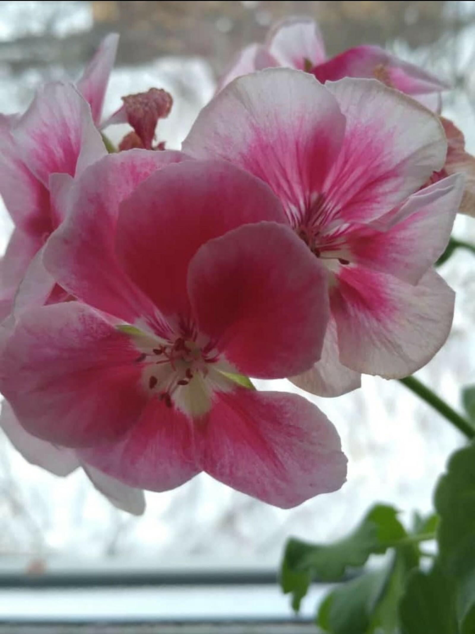 Тәҙрә төбөндә - гөлдәрем